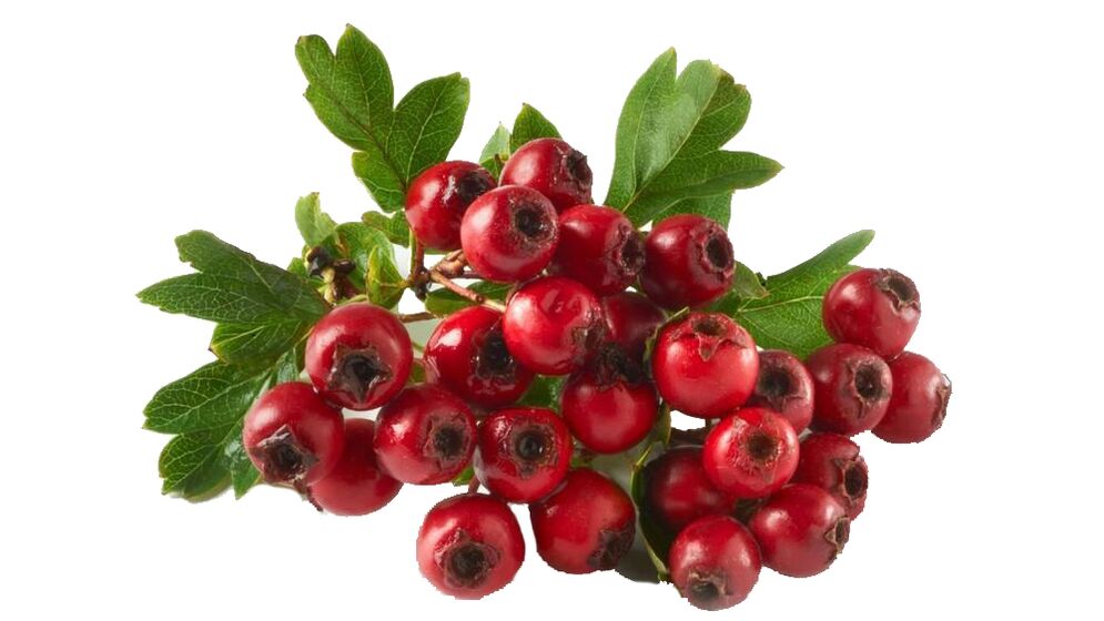 Hawthorn bei Tonerin